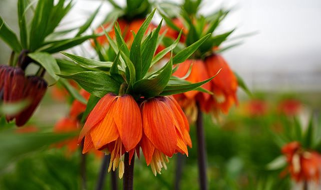 Koparmanın cezası 700 bin lira! Yılda sadece 20 gün yaşıyor