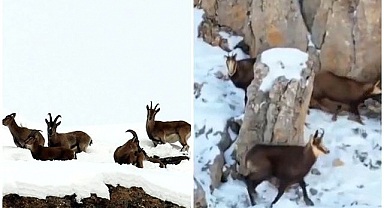 Koruma altındaki dağ keçileri görüntülendi 