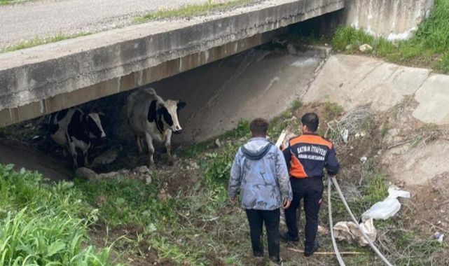 Köyden kaçan iki inek öyle bir yerde bulundu ki...