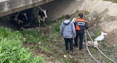 Köyden kaçan iki inek öyle bir yerde bulundu ki...