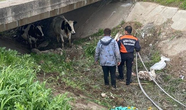 Köyden kaçan iki inek öyle bir yerde bulundu ki...