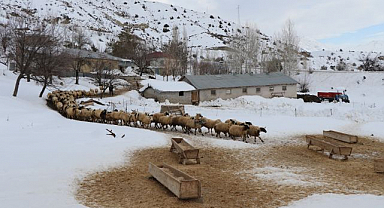 Küçükbaş hayvancılık için  başvurular açıldı