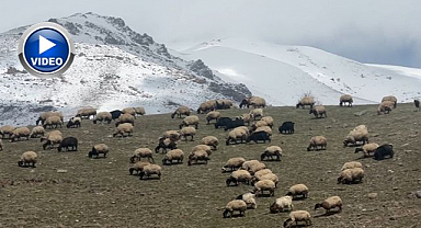 Küçükbaş hayvanlar meraya çıktı