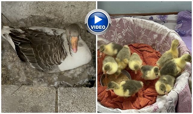 Kuluçka seferberliği başladı   