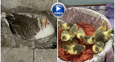 Kuluçka seferberliği başladı   