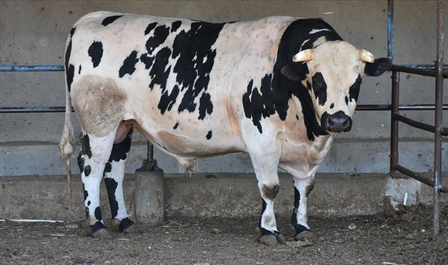 Kurbanlıkta fiyatlar açıklandı