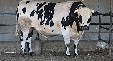 Kurbanlıkta fiyatlar açıklandı
