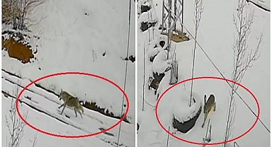 Kurt ile tavşanın nefes kesen kovalamacası