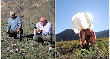 Kurt kulağı çiçekleri Oltu’yu renklendirdi