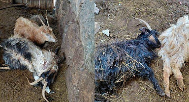 Ahıra giren kurtlar onlarca hayvanı telef etti! 