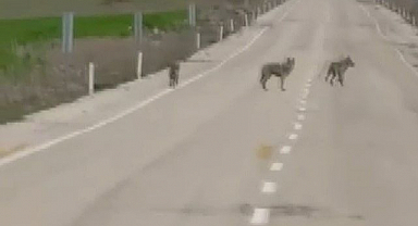 Kurtlar köy yoluna indi vatandaş kaydetti