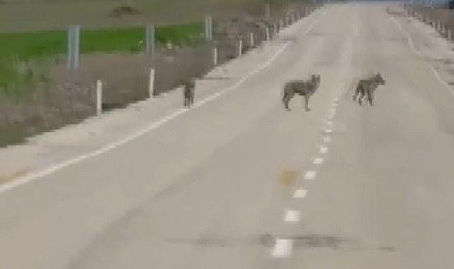 Kurtlar köy yoluna indi vatandaş kaydetti