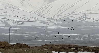 Kuvvetli rüzgar kuşlara zor anlar yaşattı