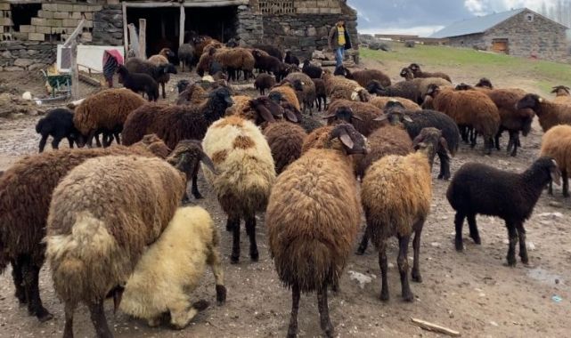 Kuzuların anneleriyle buluşma geleneği