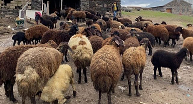 Kuzuların anneleriyle buluşma geleneği