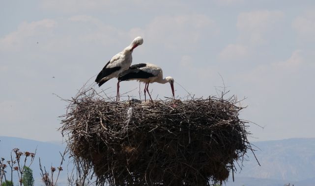 Leylekler baharla birlikte yuvalarına döndü