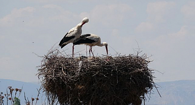 Leylekler baharla birlikte yuvalarına döndü
