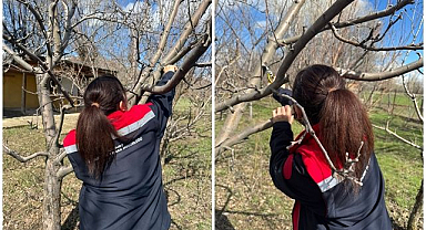 Meyve bahçelerinde budama çalışmaları devam ediyor
