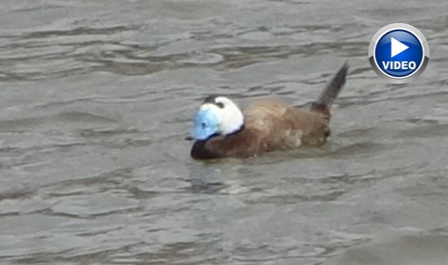 Nadir görülen misafirler geri döndü   