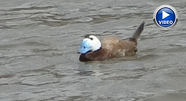 Nadir görülen misafirler geri döndü   