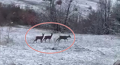 Nadir misafirler kar altında görüntülendi