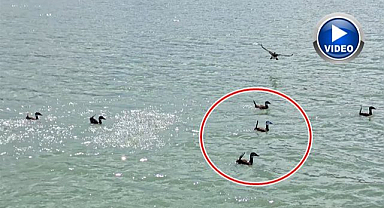 Nesli tehlike altındaki o tür kameralara yakalandı