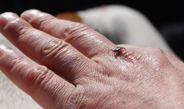 O ilimizde kene alarmı! 1 kişi hastanelik oldu