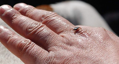 O ilimizde kene alarmı! 1 kişi hastanelik oldu