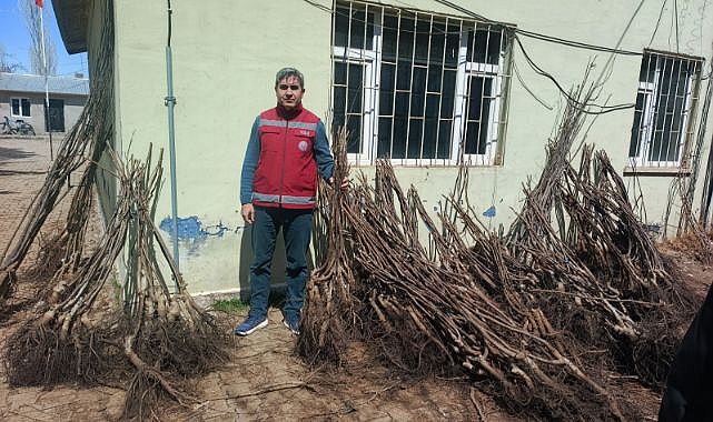 On binlerce meyve fidanı dağıtıldı