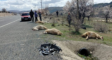 Otomobil koyun sürüsüne çarptı
