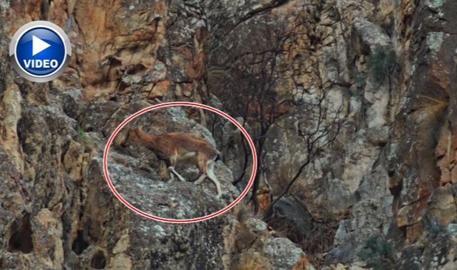 Otoyol kenarında göründü