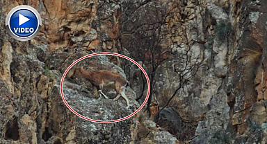 Otoyol kenarında göründü