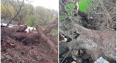 Sağanak yağış felaketi Ağaç devrildi, hayvanlar telef oldu
