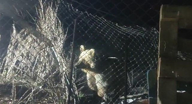 Şantiye sahasında ayı paniği