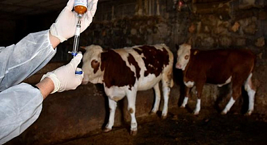 Şap aşısı çalışmaları aralıksız sürüyor