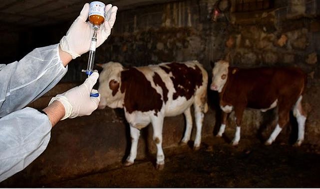 Şap aşısı çalışmaları aralıksız sürüyor