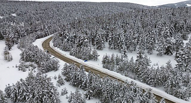Sarıçam ormanları dronla görüntülendi