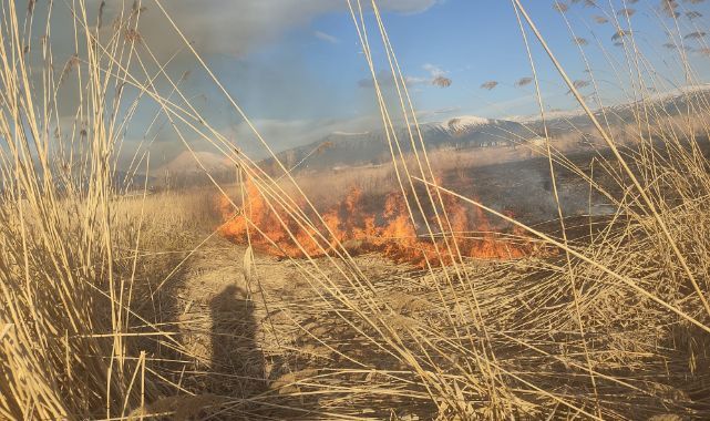Sazlık alan alevlere teslim oldu!