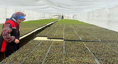 Seralarda fide denetimi sürüyor   