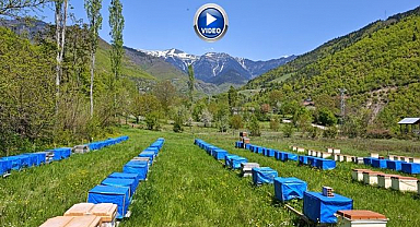 Soğuk hava arıcılığı olumsuz etkiledi