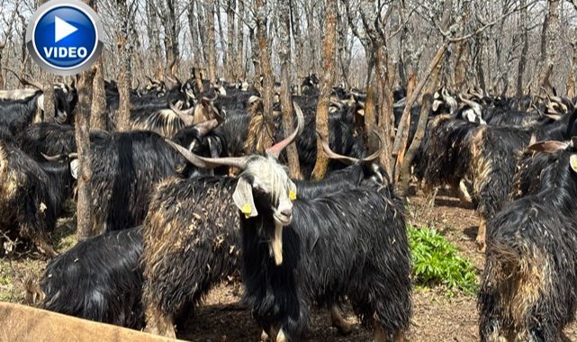 Soğuklar yaylaya çıkışı geciktirdi! Hayvanlar besiye alındı   