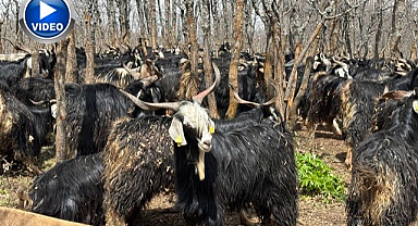 Soğuklar yaylaya çıkışı geciktirdi! Hayvanlar besiye alındı   