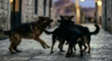 Sokak köpekleri çocuklara saldırdı! Kahreden  haber geldi