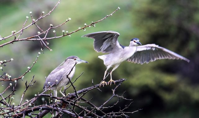 Sulak alanlar göçmen kuşlarla canlandı