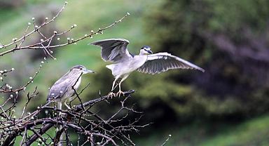 Sulak alanlar göçmen kuşlarla canlandı