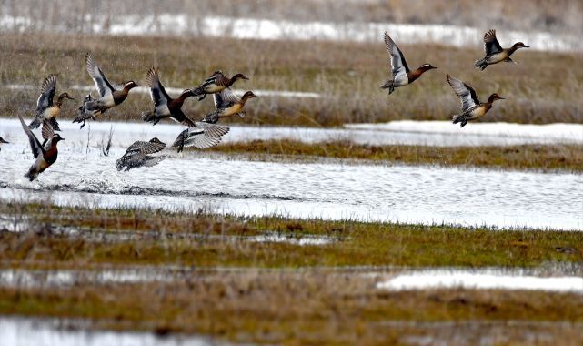 Sulak alanlar göçmen kuşlarla şenlendi