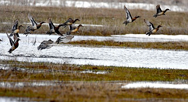 Sulak alanlar göçmen kuşlarla şenlendi