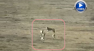 Sürü halinde kameralara yakalandılar