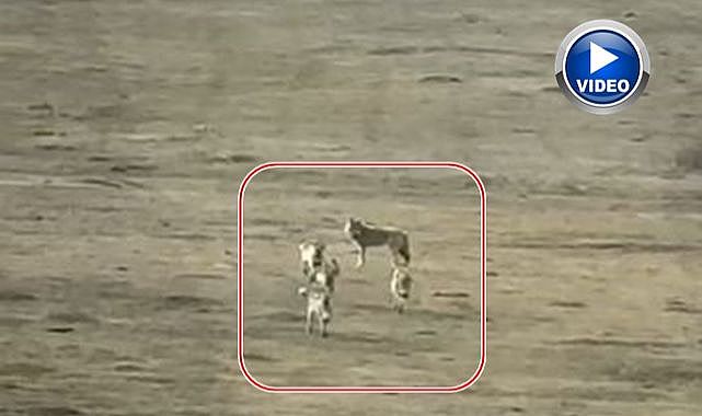 Sürü halinde kameralara yakalandılar