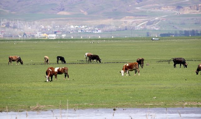 Tarım ve hayvancılıkta bereket yılı